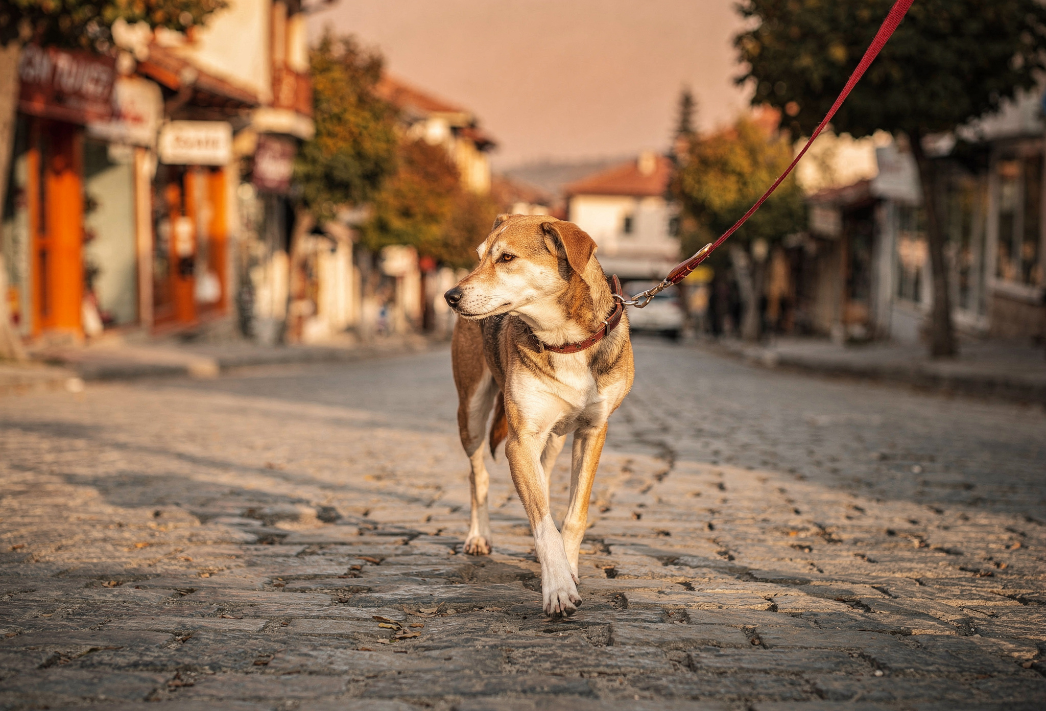 Eskişehir caddesinde gevşek tasmayla yürüyen sakin karışık ırk köpek