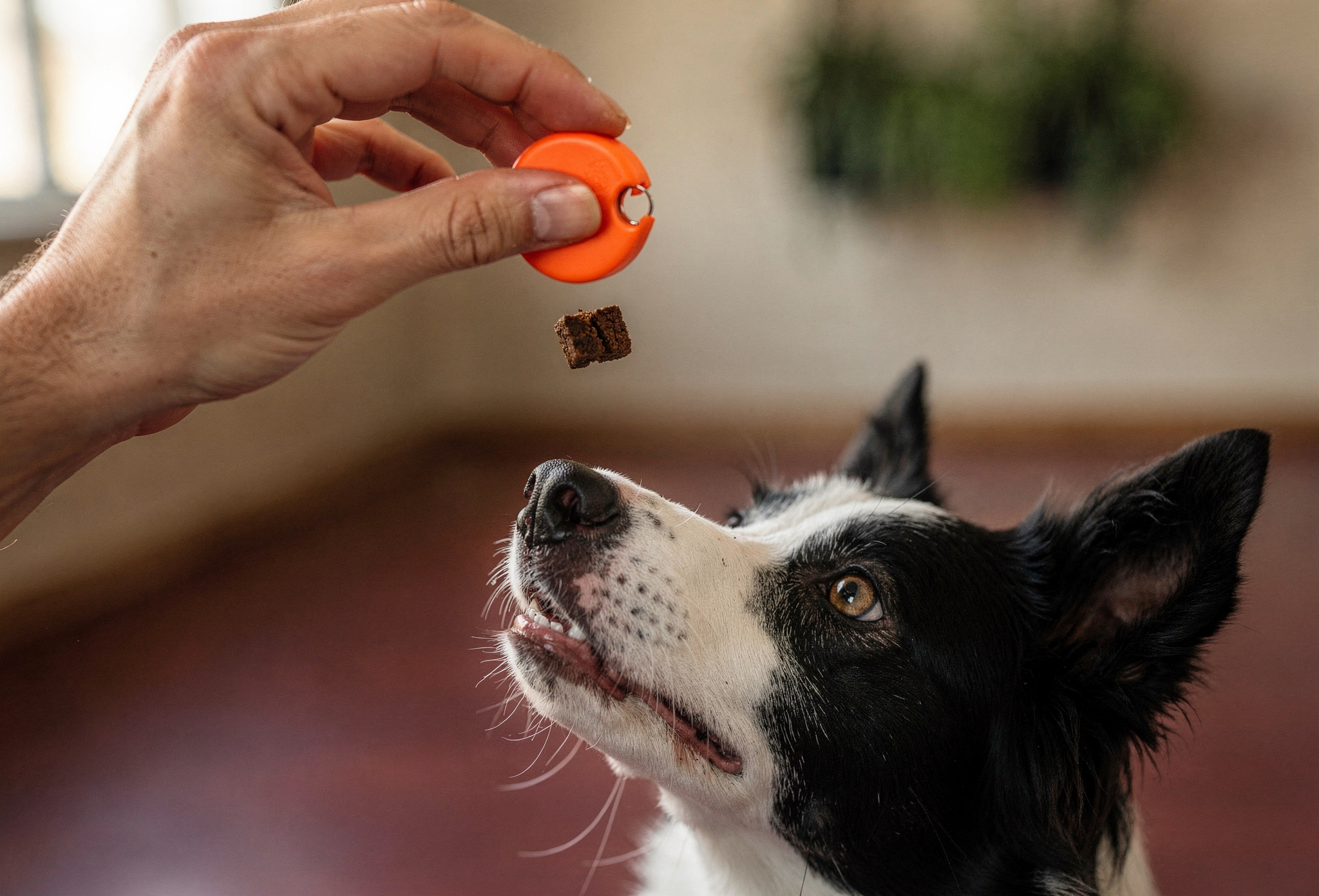 Border collie'nin gözleri önünde tutulan turuncu klikır ve ödül