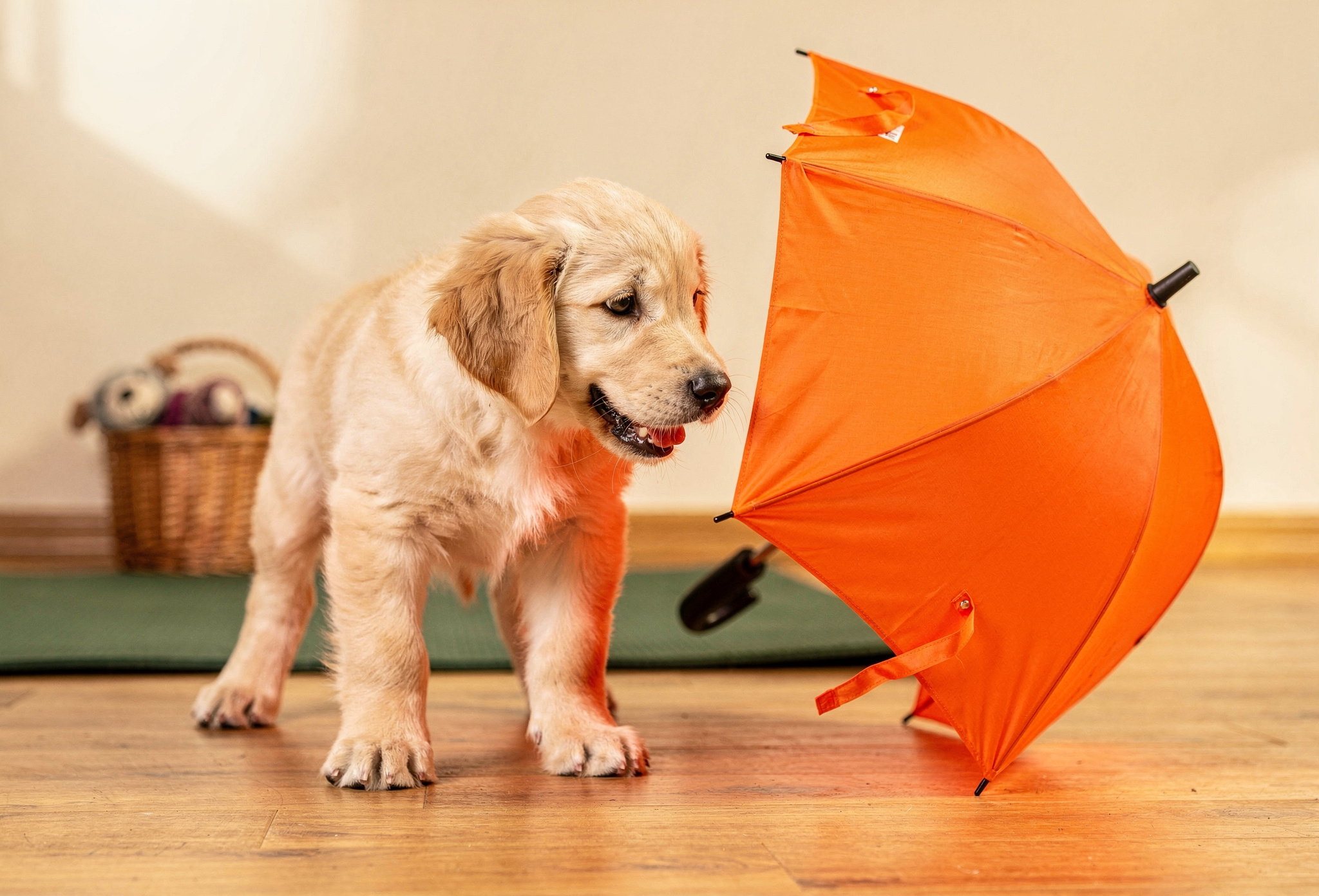 Turuncu şemsiyeyi merakla koklayan altın rengi golden retriever yavrusu